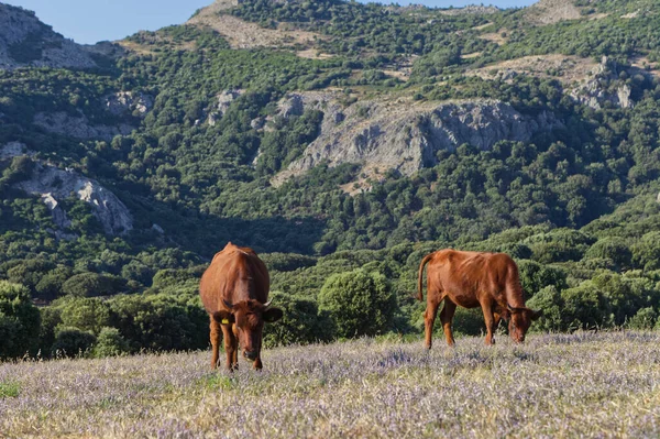 Vacas Touros Prado Nas Montanhas Sardenha — Fotografia de Stock