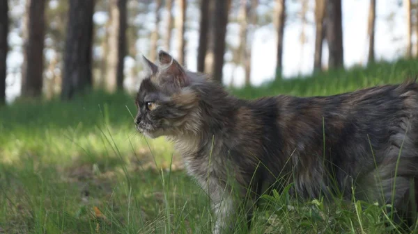 Chat Dans Forêt — Photo