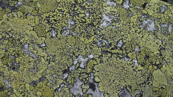 緑の苔で覆われている石 — ストック写真