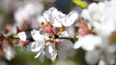 Ormandaki ağaçlar çiçekli bahar