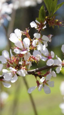 Ormandaki ağaçlar çiçekli bahar