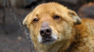 üzücü bir köpek görünümünü