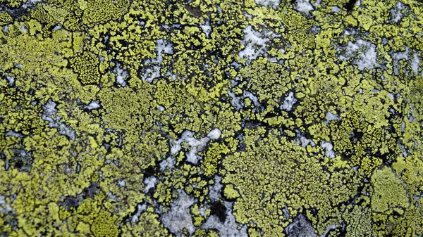 Moss covered granite stone