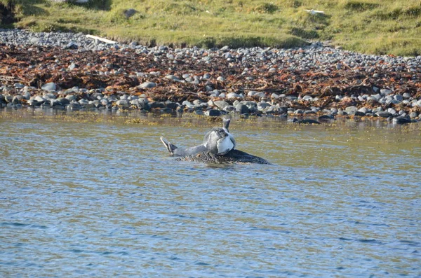 Uszczelnienia Hvammstangi Północna Islandia — Zdjęcie stockowe