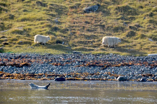 Robben Und Shhep Hvammstangi Nordisland — Stockfoto