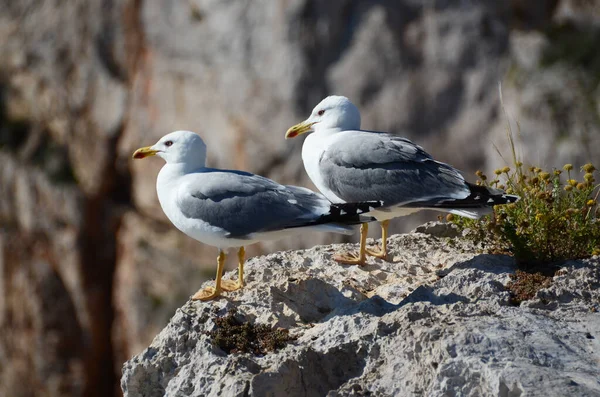 Las Gaviotas Sobre Acantilado Sarda —  Fotos de Stock