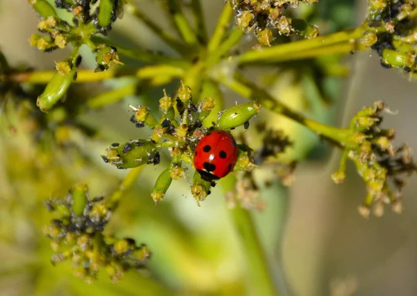 Ladybug Plant Sardinia — Stock Photo, Image