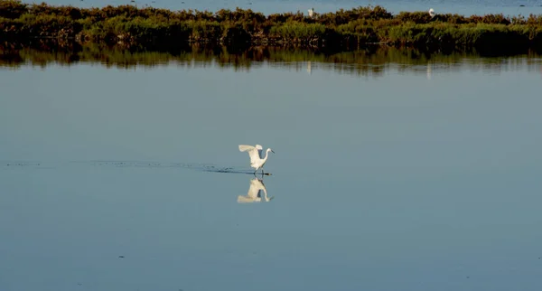 Agronegócio Sardenha Italia — Fotografia de Stock