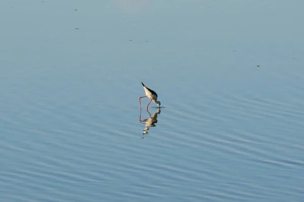 Estilhaço Asa Preta Lago — Fotografia de Stock