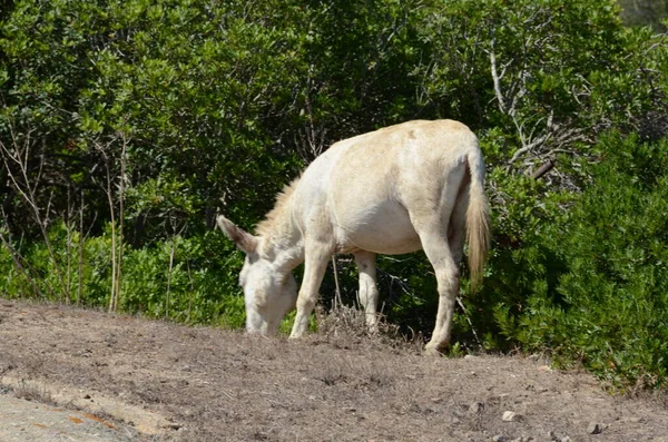 Weißer Esel Auf Der Insel Asinara Sardinien Italien — Stockfoto