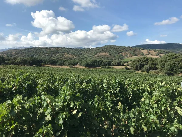 Виноградник Верментино Сардинии Италия — стоковое фото