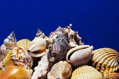Ege Denizi farklı deniz kabukları koleksiyonu. Yaz arka plan.