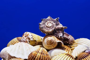 Ege Denizi farklı deniz kabukları koleksiyonu. Yaz arka plan.