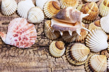 Ege Denizi farklı deniz kabukları koleksiyonu. Yaz arka plan.