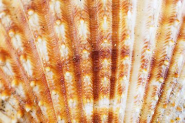 Ege Denizi deniz kabukları, yakın çekim. Yaz arka plan.