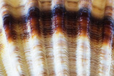 Ege Denizi deniz kabukları, yakın çekim. Yaz arka plan.