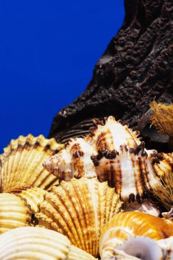 Ege Denizi farklı deniz kabukları koleksiyonu. Yaz arka plan.