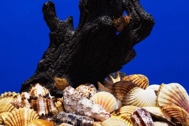 Ege Denizi farklı deniz kabukları koleksiyonu. Yaz arka plan.
