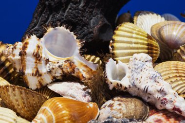 Ege Denizi farklı deniz kabukları koleksiyonu. Yaz arka plan.