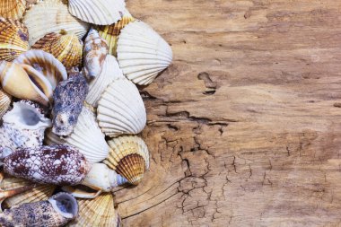 Ege Denizi farklı deniz kabukları koleksiyonu. Yaz arka plan.