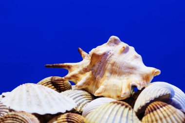 Ege Denizi farklı deniz kabukları koleksiyonu. Yaz arka plan.
