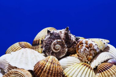 Ege Denizi farklı deniz kabukları koleksiyonu. Yaz arka plan.