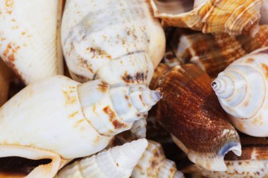 Ege Denizi farklı deniz kabukları koleksiyonu. Yaz arka plan.