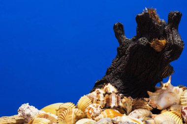 Ege Denizi farklı deniz kabukları koleksiyonu. Yaz arka plan.