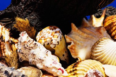 Ege Denizi farklı deniz kabukları koleksiyonu. Yaz arka plan.