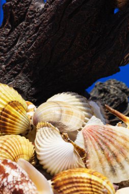 Ege Denizi farklı deniz kabukları koleksiyonu. Yaz arka plan.