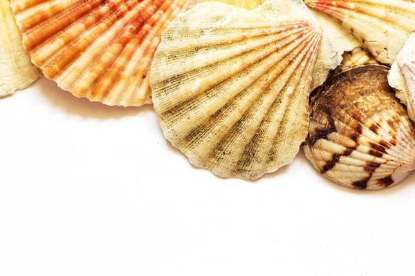 Collection Different Sea Shells Aegean Sea Summer Background — Stock Photo, Image