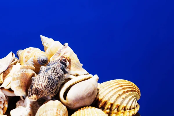 エーゲ海から別海の貝のコレクションです 夏の背景 — ストック写真