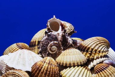 Ege Denizi farklı deniz kabukları koleksiyonu. Yaz arka plan.