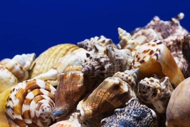 Ege Denizi farklı deniz kabukları koleksiyonu. Yaz arka plan.