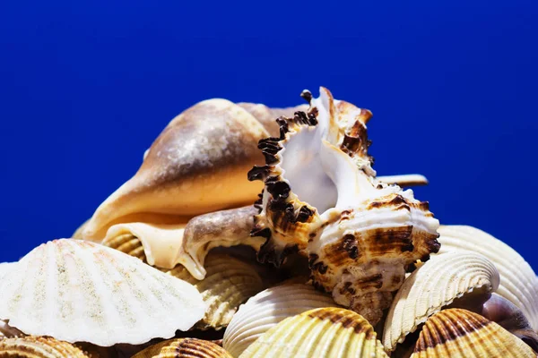 Collection of different sea shells from the Aegean Sea. Summer background.