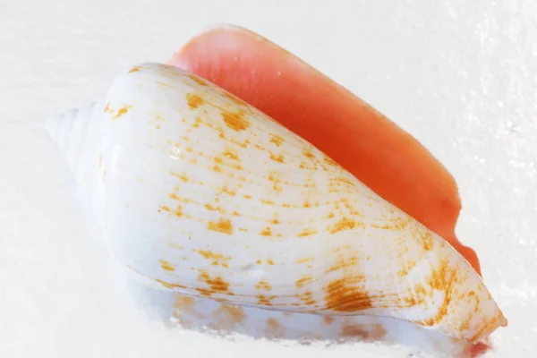 Primer Plano Las Conchas Marinas Del Mar Egeo Fondo Verano — Foto de Stock