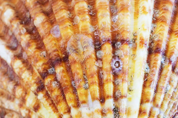 Nahaufnahme Von Muscheln Aus Der Ägäis Sommer Hintergrund — Stockfoto