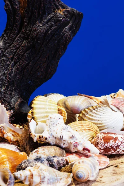 Collection Different Sea Shells Aegean Sea Summer Background — Stock Photo, Image