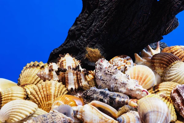 Collection Different Sea Shells Aegean Sea Summer Background — Stock Photo, Image