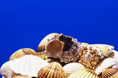 Ege Denizi farklı deniz kabukları koleksiyonu. Yaz arka plan.