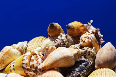 Ege Denizi farklı deniz kabukları koleksiyonu. Yaz arka plan.