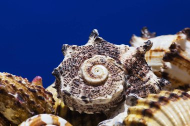 Ege Denizi farklı deniz kabukları koleksiyonu. Yaz arka plan.