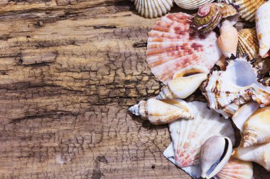 Ege Denizi farklı deniz kabukları koleksiyonu. Yaz arka plan.