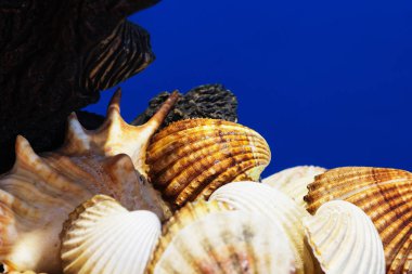 Ege Denizi farklı deniz kabukları koleksiyonu. Yaz arka plan.