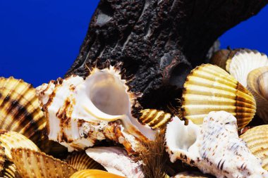 Ege Denizi farklı deniz kabukları koleksiyonu. Yaz arka plan.