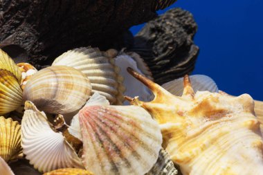 Ege Denizi farklı deniz kabukları koleksiyonu. Yaz arka plan.