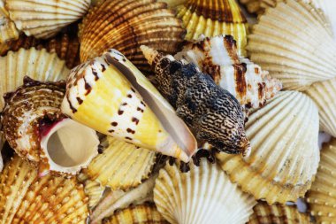 Ege Denizi farklı deniz kabukları koleksiyonu. Yaz arka plan.