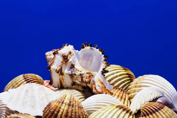 Ege Denizi farklı deniz kabukları koleksiyonu. Yaz arka plan.
