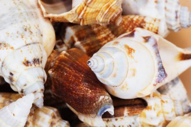 Ege Denizi farklı deniz kabukları koleksiyonu. Yaz arka plan.