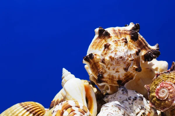 Ege Denizi farklı deniz kabukları koleksiyonu. Yaz arka plan.